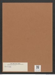 Navicula sp. (de-Toni-Nr.: Genus 1) Zeichnungen Sammlung Grunow Mappe 00694 (Herbarium_W_Grunow_drawings_Folder_00694)